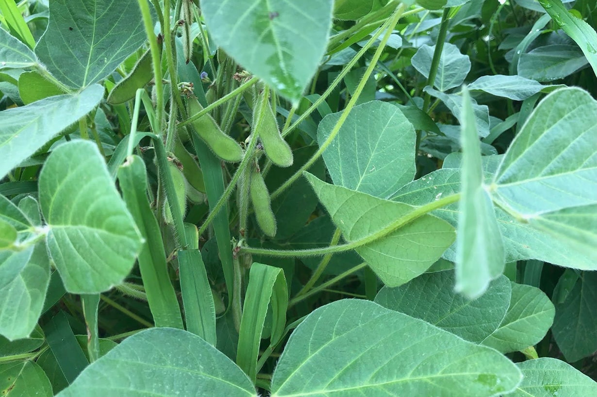 ダイズ植物写真鑑