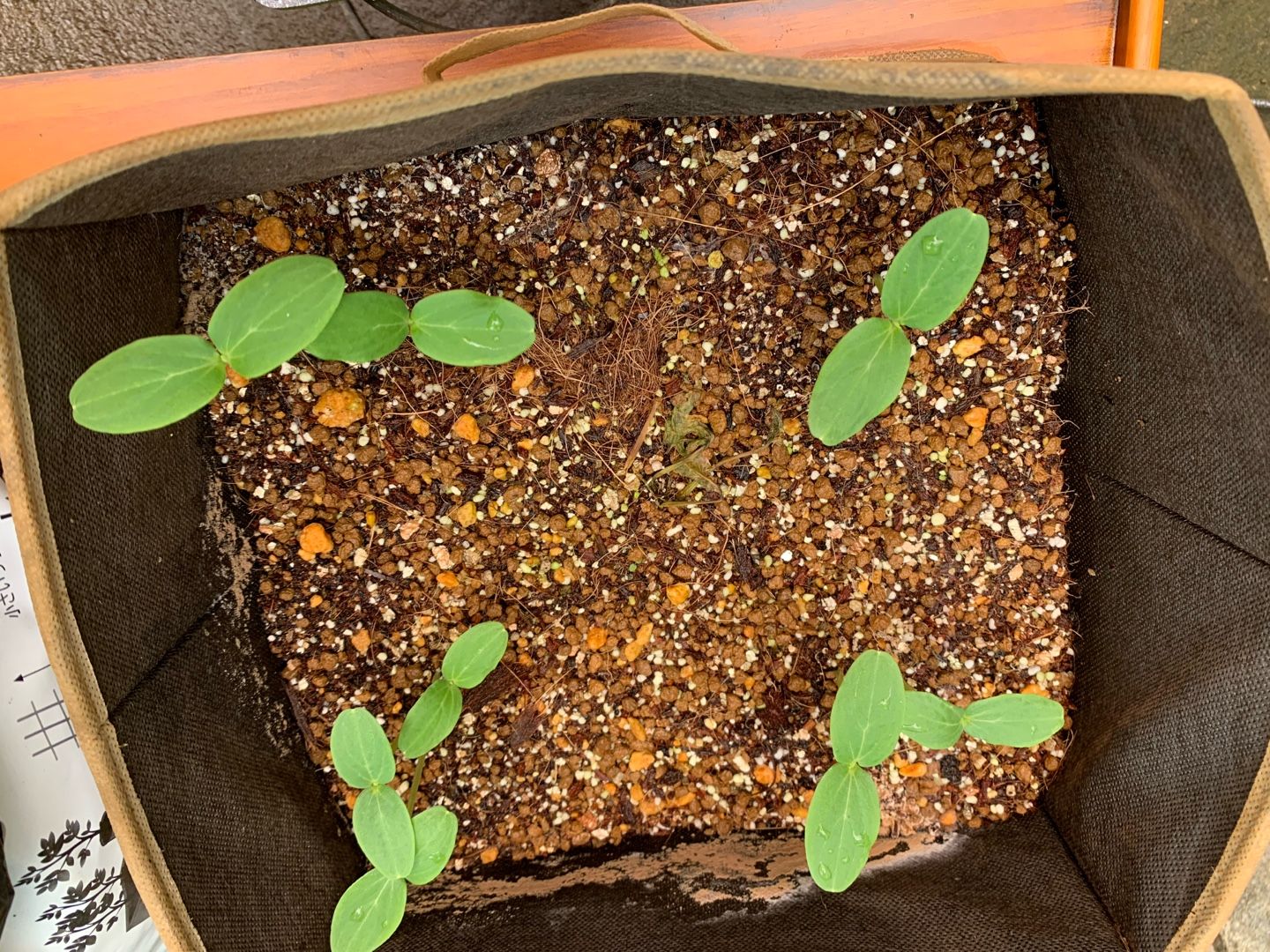 地這いキュウリの育て方を徹底解説