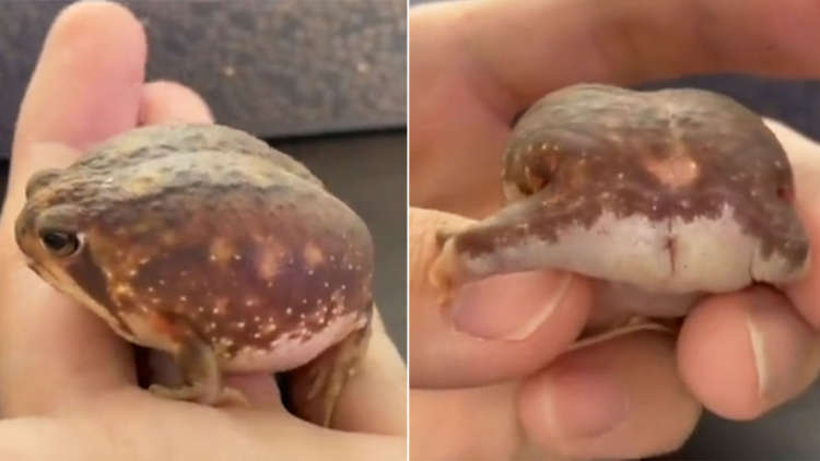 完全に餅だ」「動きも可愛い」 てこてこ歩くまん丸なカエルさんが“わらび餅”みたいでかわいいと話題にねとらぼ