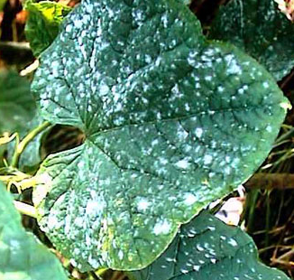 キュウリがうどんこ病に!?葉に白いカビ状の斑点が・ - Random Life Blog