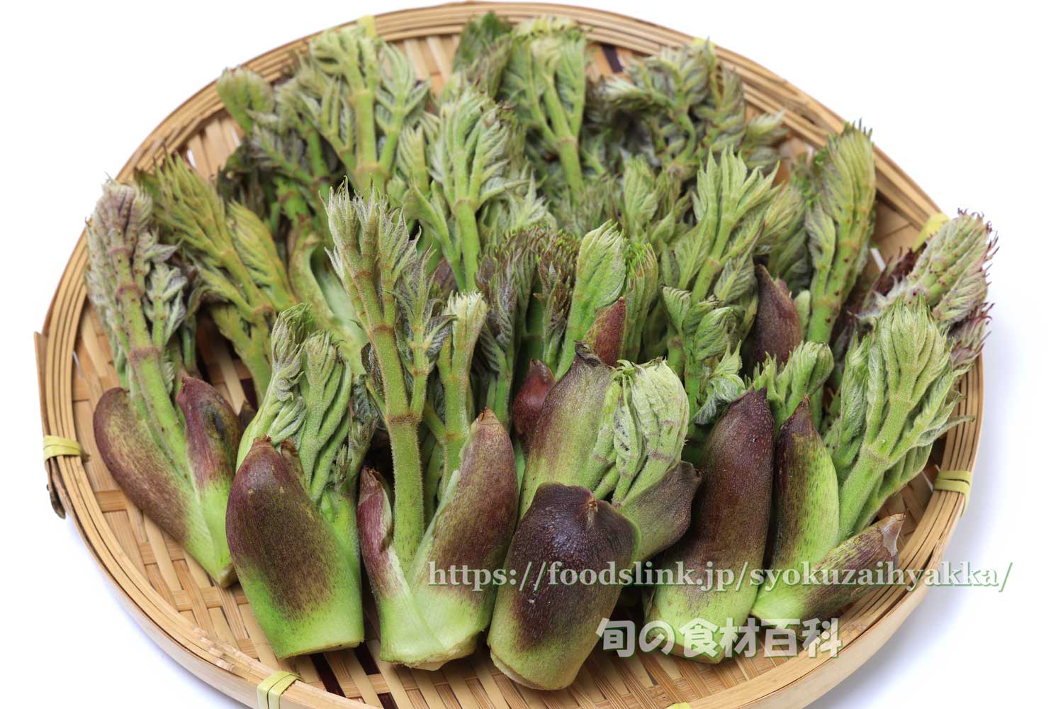 たらの芽の保存方法 by aslaクックパッド簡単おいしいみんなのレシピが392万品