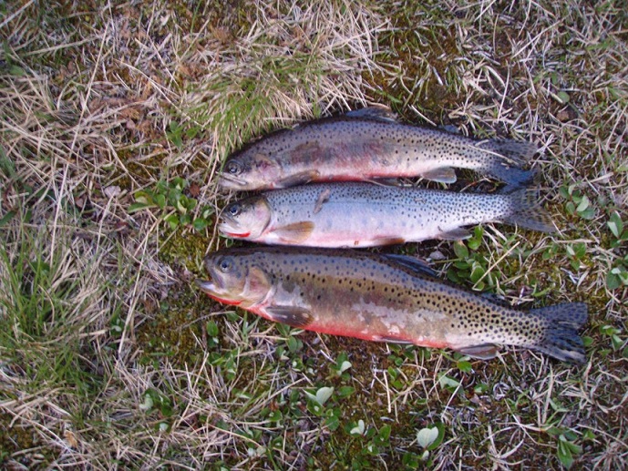冬といえばエリアトラウト！最近釣れた魚をご紹介！！フィッシング遊