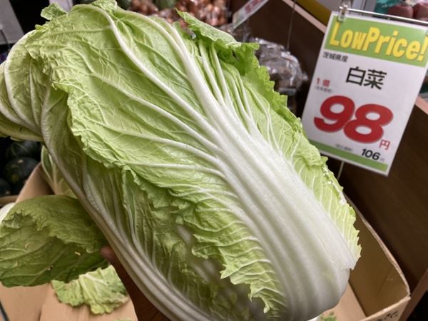 白菜が結球しないのはナゼ？温度など条件や縛る対策の有効性は？ - 農業屋