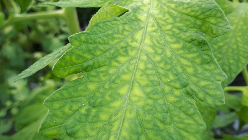 ミニトマトの葉っぱの黄変や白い粉は病気？発生の原因と対策KINCHO園芸