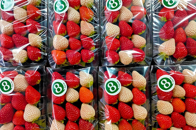 イチゴは「農園の直売」が美味しい！ 採れたての甘さとジューシーさにびっくり♪8ｆarm 島根県安来市 出雲テラスエポラコラムサイト