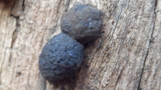 椎茸について詳しい方に質問です。昨日買ってきた椎茸のカサの裏が画- Yahoo!知恵袋