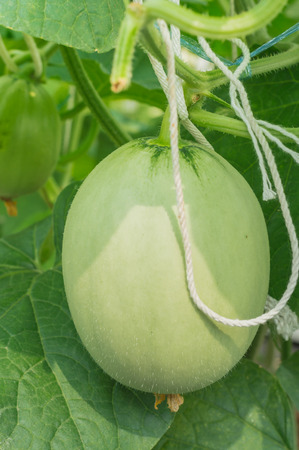 小林種苗 メロン種子 カナリアン2026年春種予約商品果菜類 瓜類,メロン小林種苗株式会社