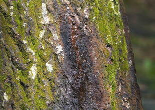 樹液か粘菌か？怪しく臭いクヌギの木 腐海- YouTube