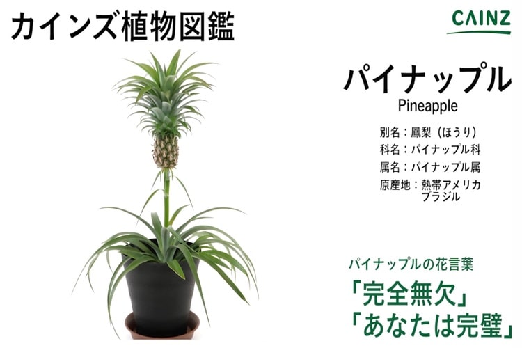 パイナップルの美しい切り方