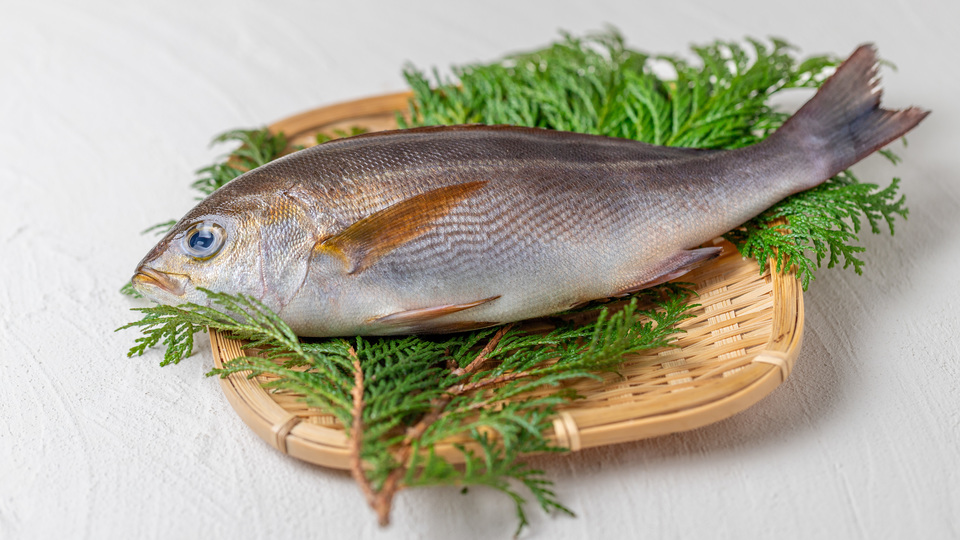 セイゴとスズキは何が違う？それぞれの特徴をご紹介クラシル