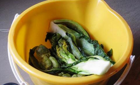 青菜 かつお菜 の漬け物 - 男の料理指南