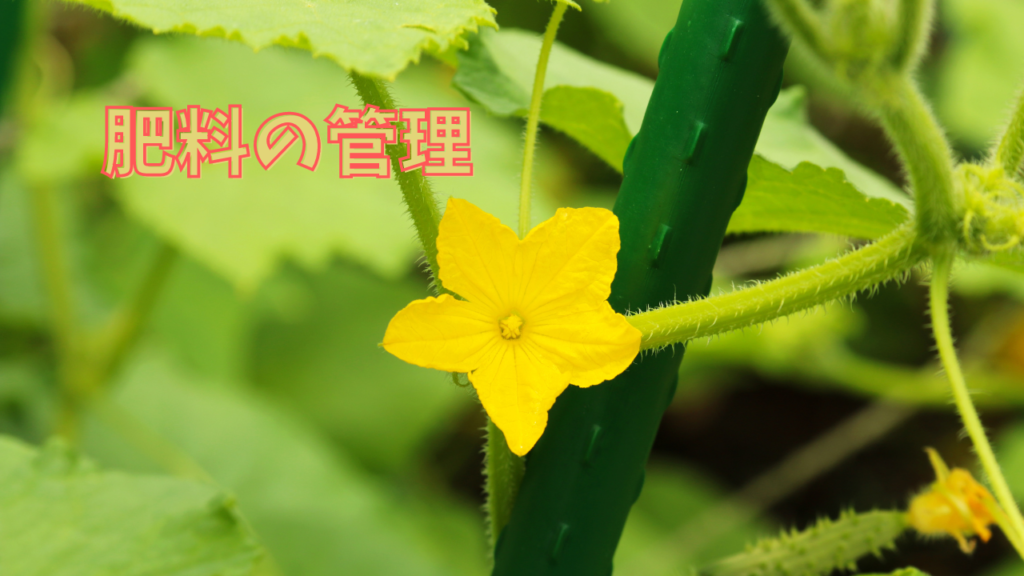 一節に雄花と雌花が存在!!本日はお疲れさまでした!! きゅうり農家 きゅうり栽培 愉快なshata農園 - YouTube
