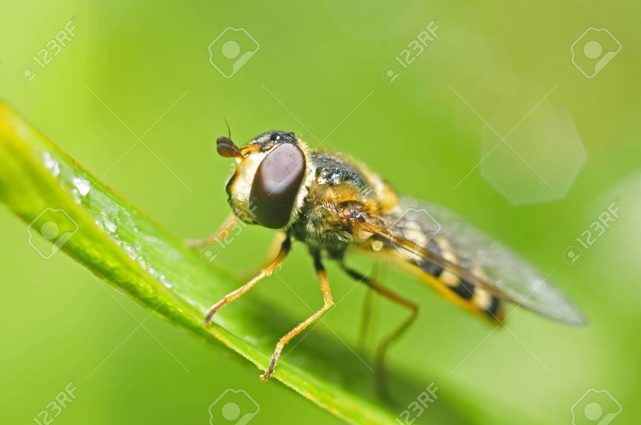 女の子系シール アブちゃん食べる、食べる、食べる2 全4種類 27枚 海外製 アブちゃんの食べ物をテーマにしたシール PET ダイカット 提拉多telado スイーツ パン うさぎ くま かわいい スマホのデコやコラージュ素材として海外紙もの シール チャトラッシュ