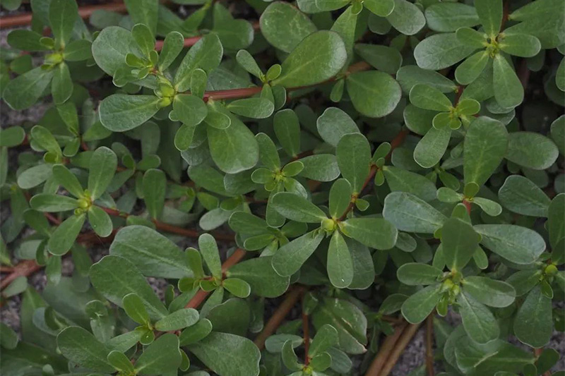 簡単！金時草摂取、ぶっかけそうめん by 惠惠♡クックパッド簡単おいしいみんなのレシピが392万品