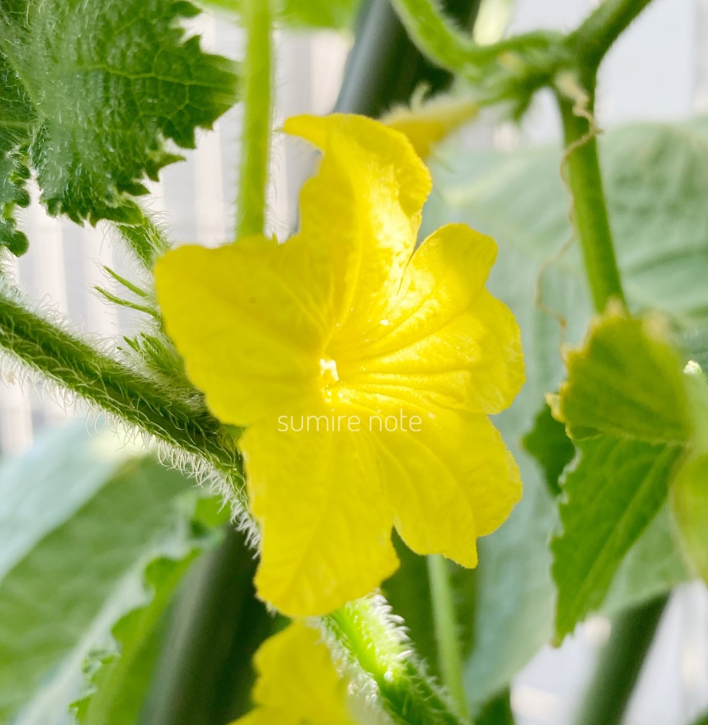 胡瓜 きゅうりの雌花・雄花について〜受粉しなくても実ができるって本当？〜 - アタマの中は花畑