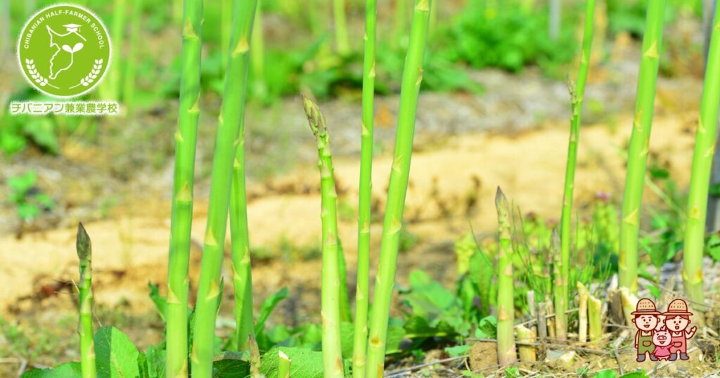 グリーンアスパラガスの葉っぱ 写真素材4042603- フォトライブラリ