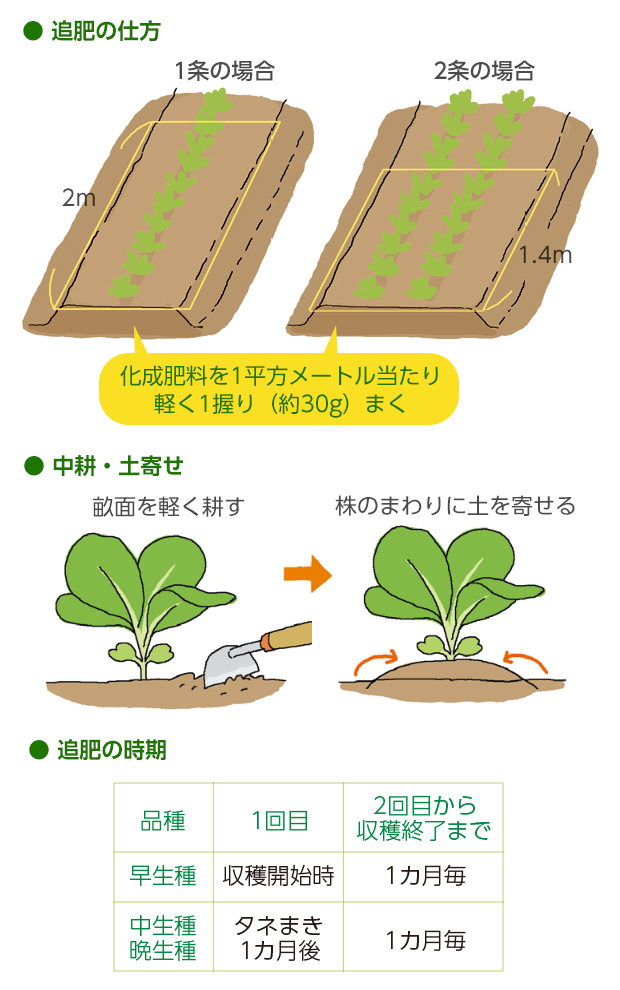 howto情報キャベツの育て方ホームセンタ