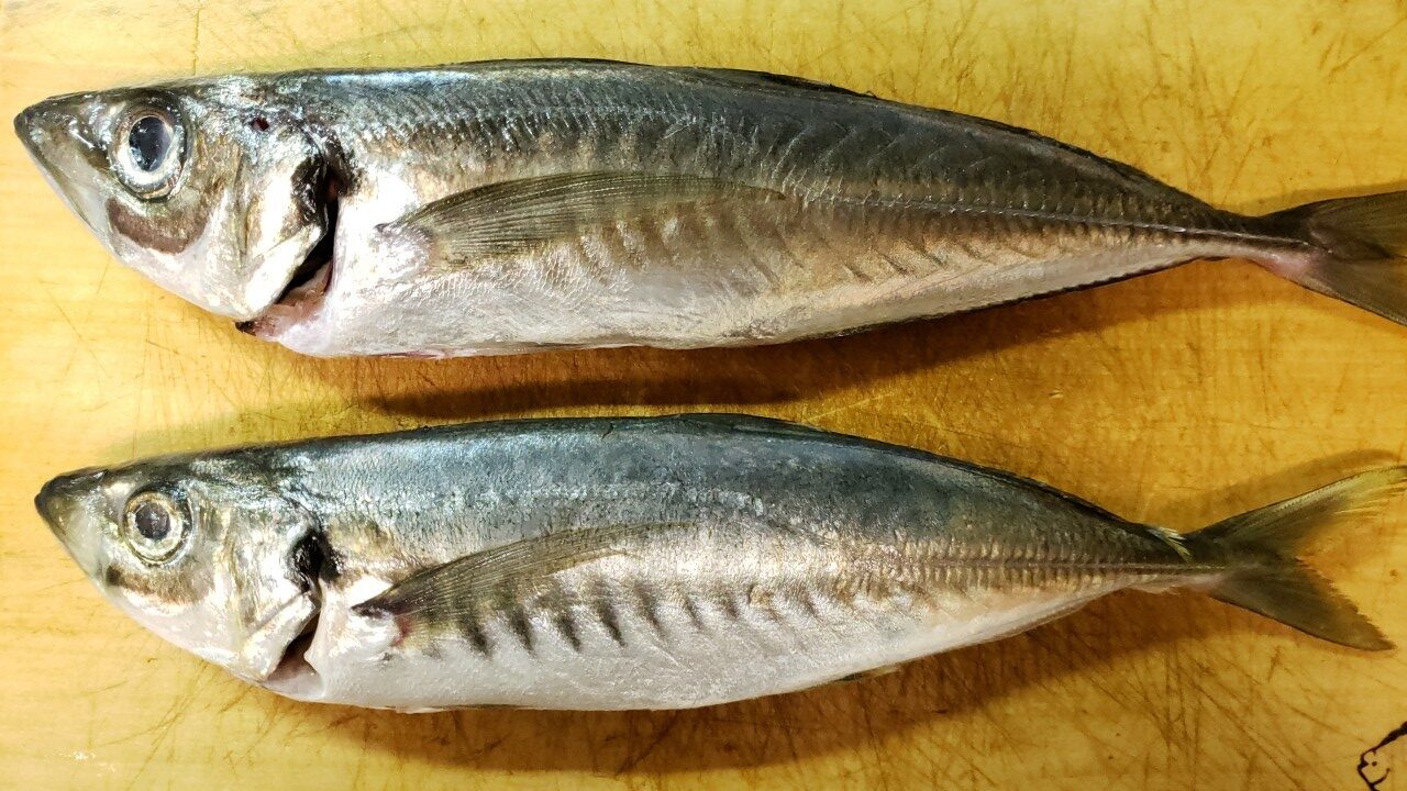 マアジの稚魚 春から初夏の風物詩 唐揚げや南蛮漬けで 旬の魚・こぼれ話 静岡新聞DIGITAL 静岡県のニュース