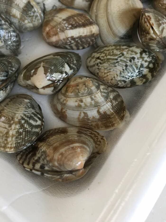 あさりの砂抜きのコツ！簡単にできる時短方法も解説キッコーマンホームクッキング