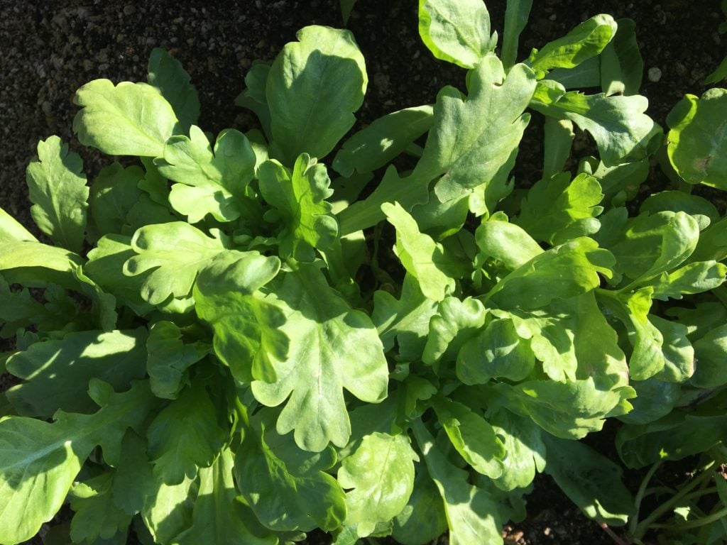 種蒔きシーズン到来! 読んですぐ分かる「春菊」の育て方 マリーゴールドに似てる!?- ノウキナビブログ農機情報をお届け中