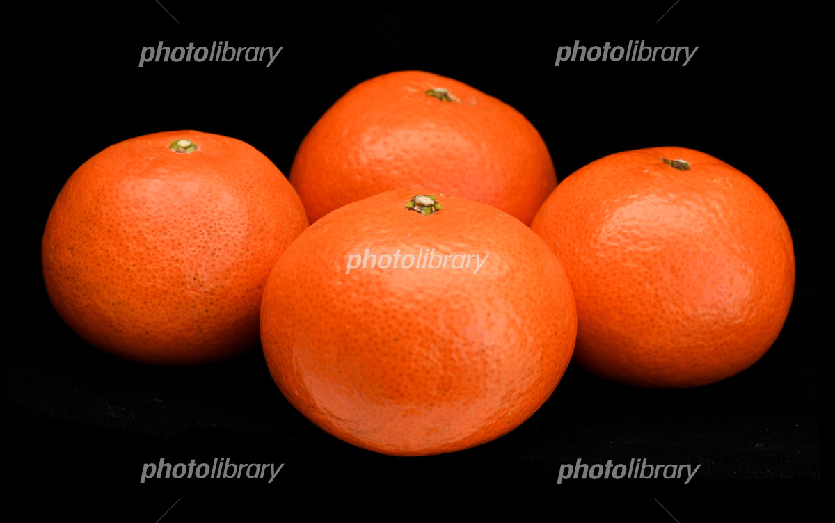 文豪ストレイドッグスValencia 紅 蜜柑 zwanzig 中原中也 太宰治72p 同人誌