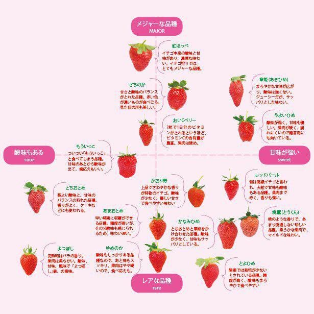 いちご農家さんの一年に密着～真岡の極上いちごが出来るまで～ 真岡市公式ホームページ