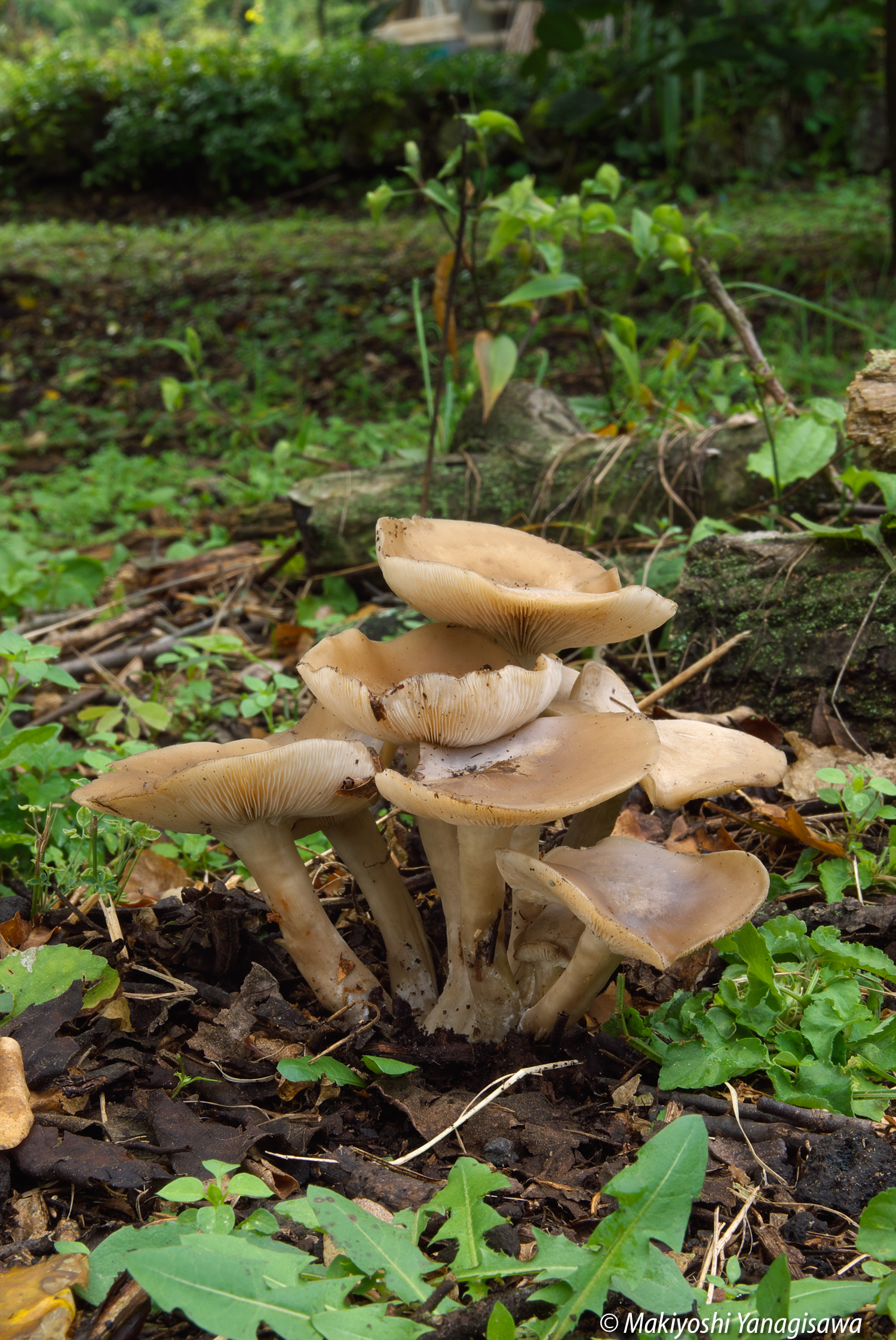 ウラベニホテイシメジ徒然野食ハンマープライス