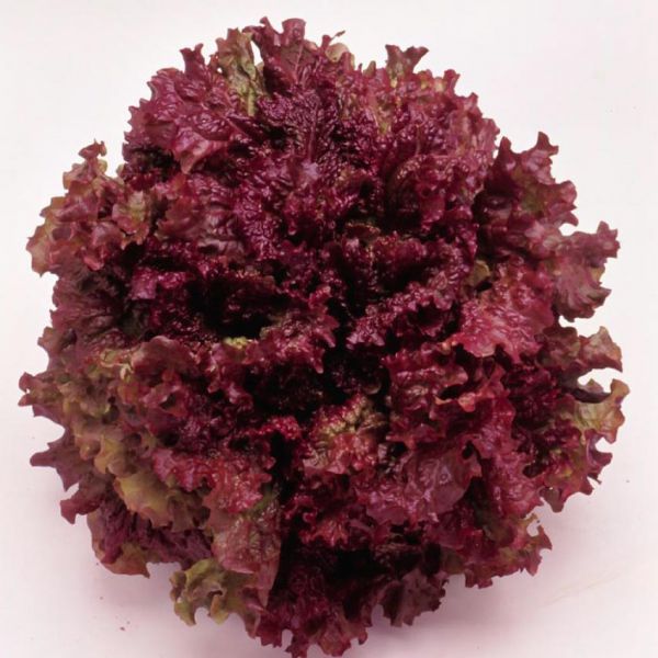 基本からアレンジまで！思わずつくりたくなる「レタス 苦い」のレシピ集クックパッド