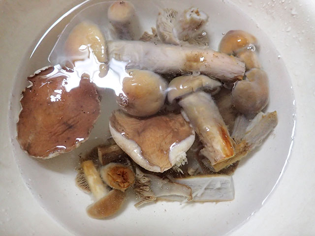 ヌメリツバタケ Mucidula mucida var. asiatica タマバリタケ科 Physalacriaceae ヌメリツバタケ属三河の植物観察野草