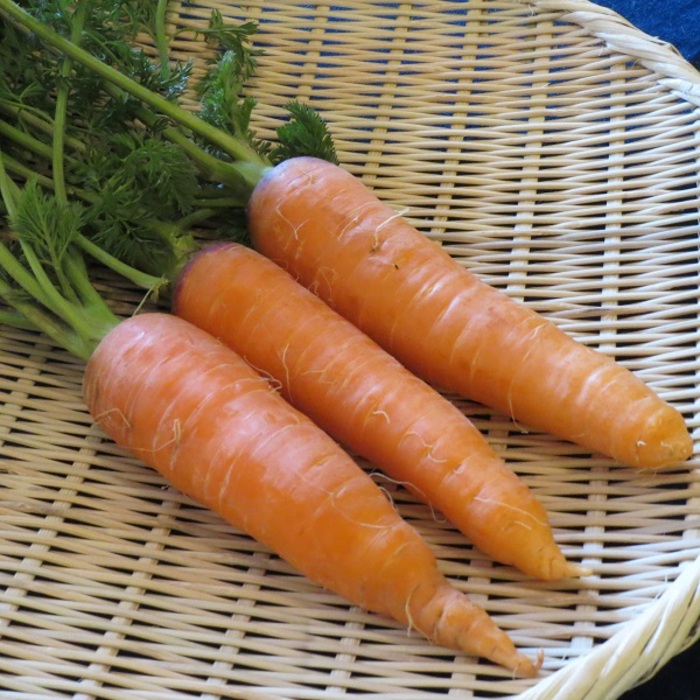発芽したばかりの人参の芽 写真素材4742013- フォトライブラリ