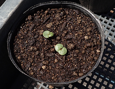 大葉青しそ – 商品別育て方情報 ニチノウのタネ