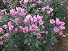 花のコーナー 2018年10月 - 一般社団法人北九州緑化協会