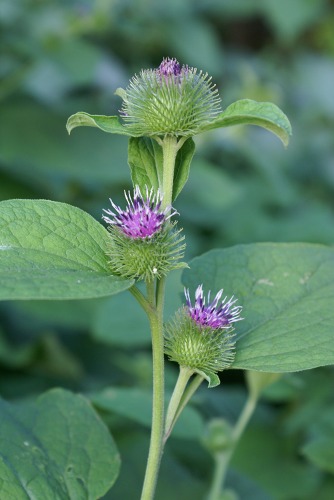 白い背景の上の大きなごぼうゴボウのゴボウ花の写真素材・画像素材 Image 88702008