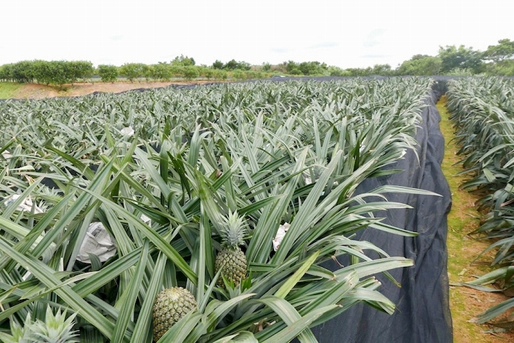 パイナップルに実がついた - 歓びの種～専業主婦は楽しいぞ～