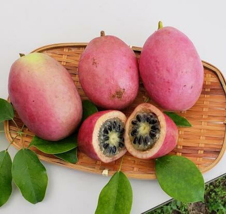 ムベ、美味しいんだけどアケビとはちょっと別の果物だよね野食ハンマープライス