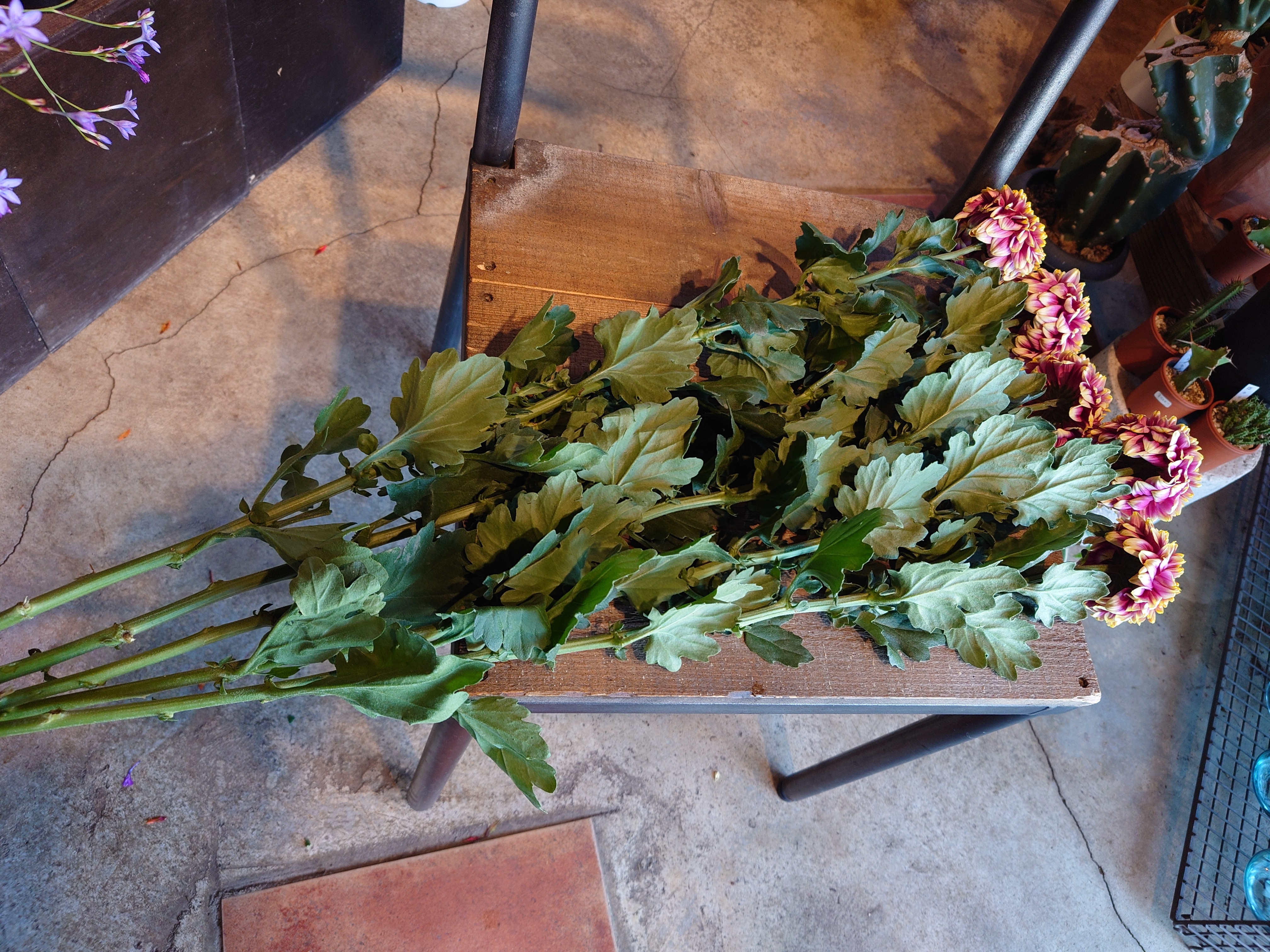 第十八話 「マム 菊 」旬花百科花毎 はなごと
