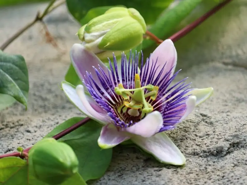 パッションフルーツの冬越し 耐寒性保管場所比較２０２１年春 - エンジニア的！ベランダガーデニング 野菜・果物編