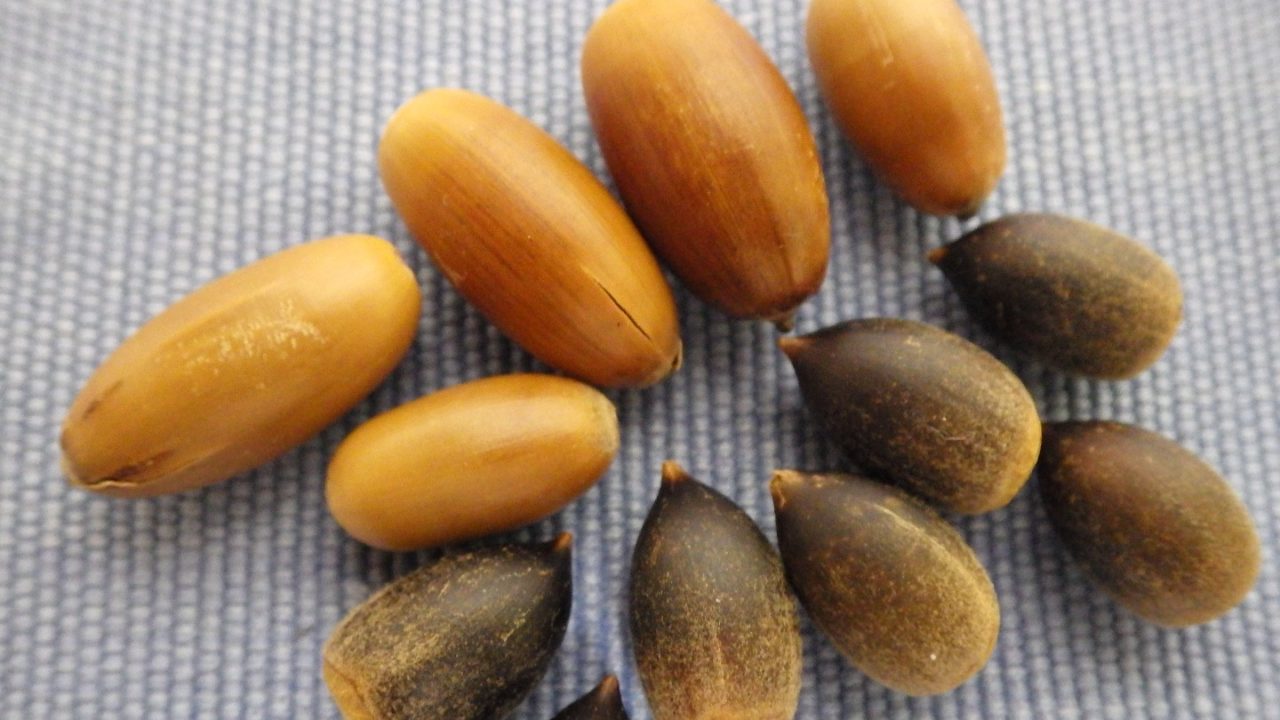 ただ拾って遊ぶだけじゃない？ 実は食べれるどんぐりのおいしい食べ方・見分け方入学・新生活入学準備・新生活マイナビ 学生の窓口