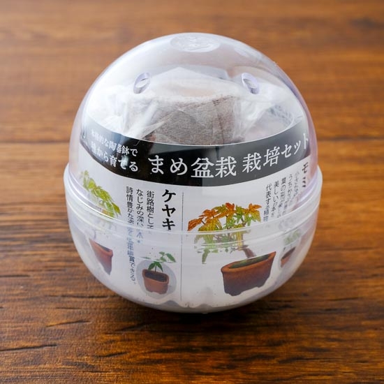 育てるカプセル『まめ盆栽』成長の記録🌳 - 色のおもちゃ箱～kero-made☆の中の人