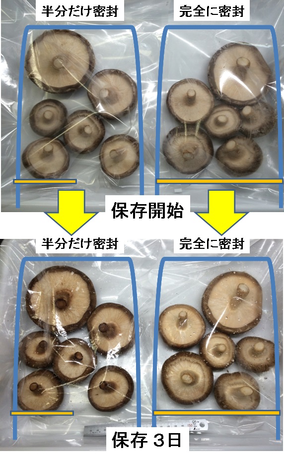 変色したて黒くなった椎茸、見極めるポイントとは？雑学ナビ