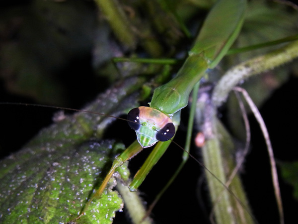 協友アグリの害虫図鑑きゅうり