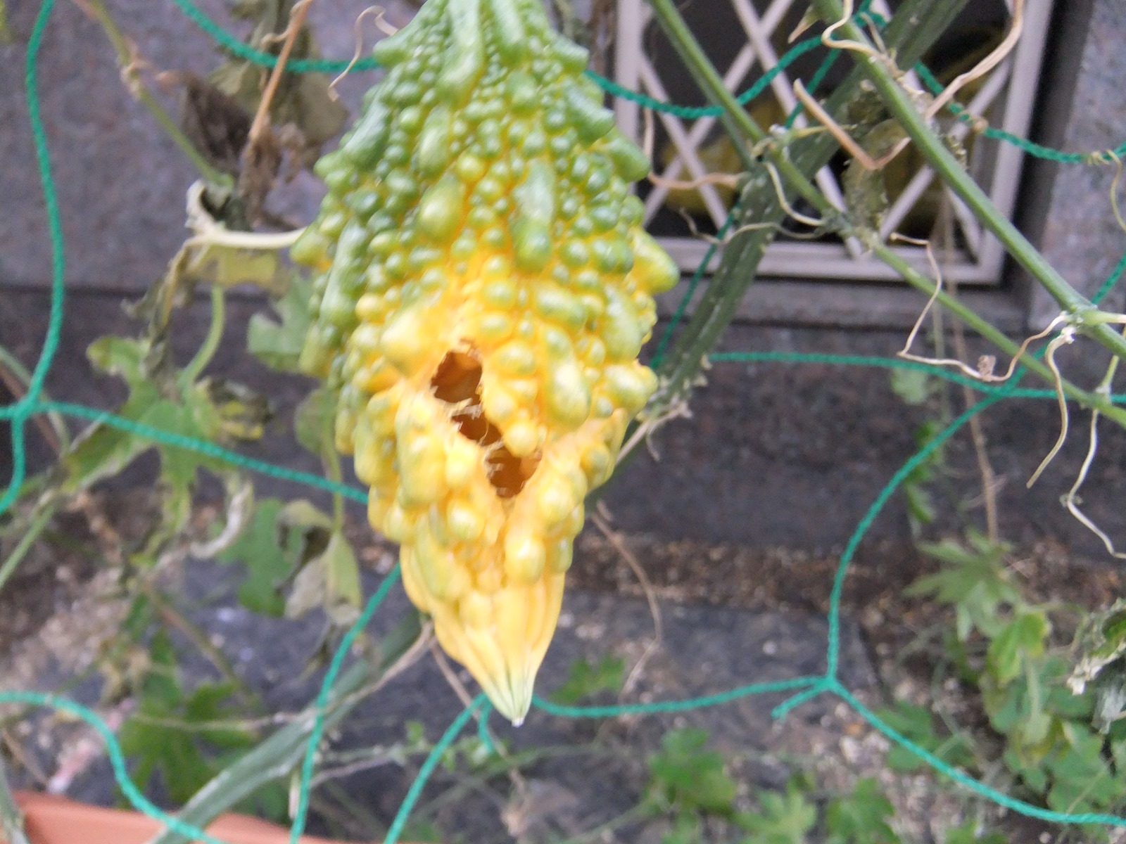 ゴーヤの日関東のゴーヤの栽培開始は５月８日前後がベスト！ベランダゴーヤ研究所