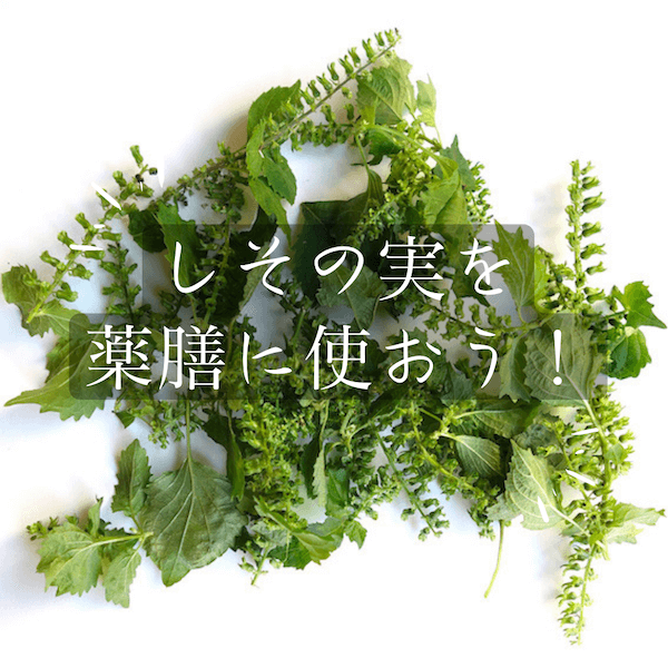 季節の手仕事しそ③ しその実の収穫方法、下処理、保存食のレシピ季節の手仕事、明日何する