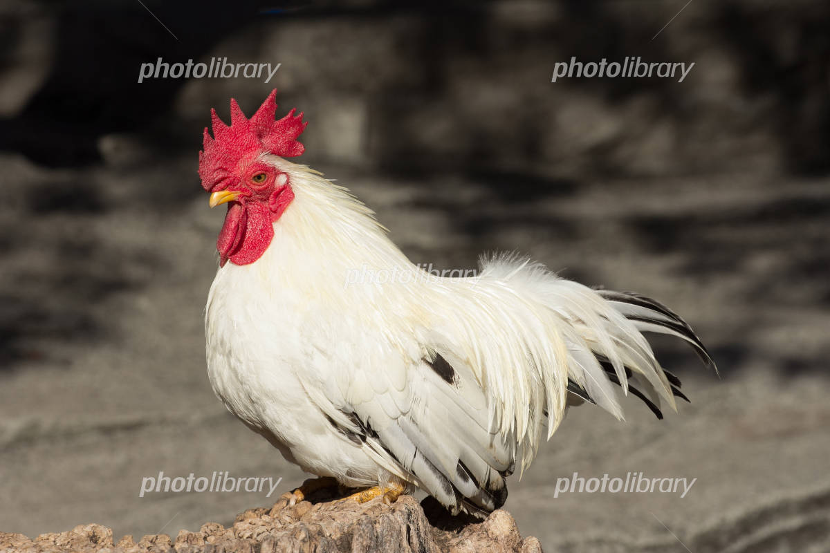 にわとりのフリーアイコンかわいいフリーアイコン・イラストの無料素材サイトフリーペンシル