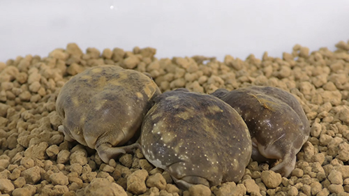 わらび餅みたい」“きな粉”色の丸いカエルが可愛い なぜこんな色? 投稿者に聞いてみたFNNプライムオンライン