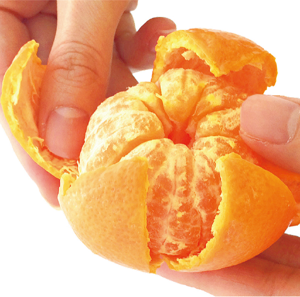 手で皮がむけるオレンジ マーコット みかんとの違いある？食べ方は