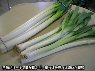 リーキの葉と根をカット,リーキポワローポロネギleekshallotCeleriac西洋野菜北海道十勝野菜好き根セロリエシャロットベルギーエシャロット西洋ねぎ自然ビシソワーズフレンチイタリアンアスパラ食材メークイン鍋野菜セロリアック