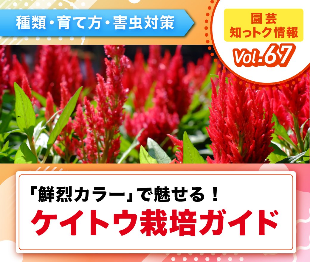 ケイトウ 八千代混合 の特徴や育て方、種まきの時期や方法等の紹介