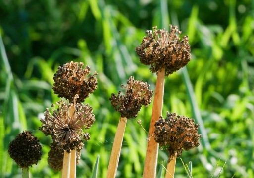 新玉ねぎの芯CAINZ DIY Square