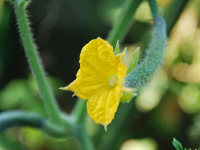 きゅうり作っている楽しみ 植物には雌花 雄花があります 毎日収穫していて違いは知っていました 井上ファームさんに教えていただいて なんと 雄花バニラのあまーい香りがするんです 初めて嗅いだ時感動しました 花によって匂いが多少はっきりしている匂い 薄い匂いが